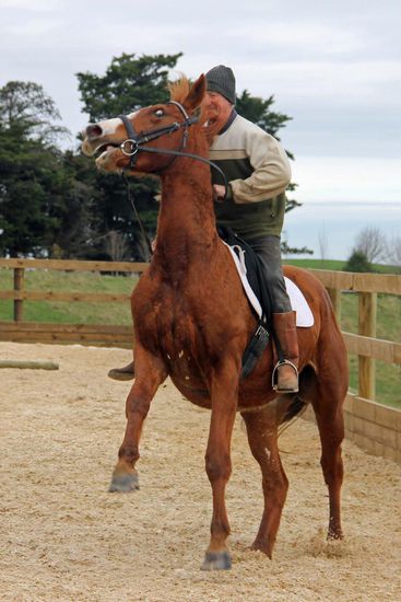 Hier wird BJ (2 1/2 Jahre alt) von dem "Cowboy" (er ist eigentlich Schmied) "gebrochen", was soviel wie einreiten auf die harte Tour heißt. BJ ist leider noch nicht soweit, aber was die Chefin sagt, muß gemacht werden. 