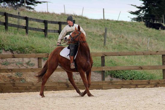 Da er noch nicht soweit ist und noch nicht weiß, was er machen soll, wehrt er sich noch ziemlich gegen den Zügel.