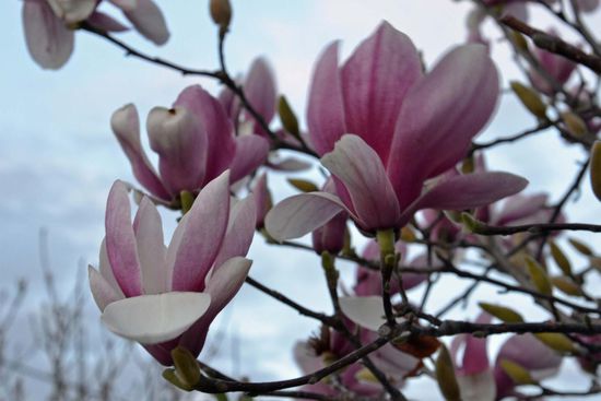 Solche Bäume blühen hier im "Winter". Es wird langsam aber doch merklich wärmer hier im Süden von Australien. Am Wochenende hatten wir doch schon ganze 18°C. *freu*
