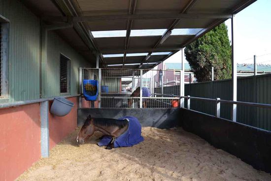 Es gibt zudem 15 Sandpaddocks, wo tagsüber Pferde draußen stehen können. Alle schön schattig. Hier genießt Origato gerade seine Pause.