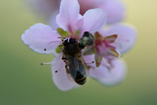 Hier ein schönes Makro von einer Biene