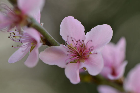 Auch wenn es von den Temperaturen noch gefühlter Winter hier ist, blühen schon viele Bäume und Blumen.