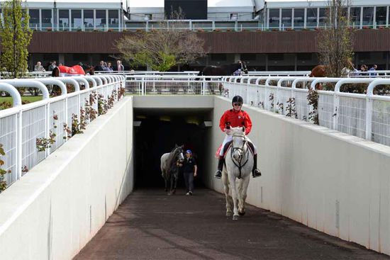Der Tunnel vom Vorbereitungs-Führring zum eigentlichen "Parade Ring". Vorne weg eins von drei weißen Führpferden, welche die  Rennpferde hier immer begleiten.