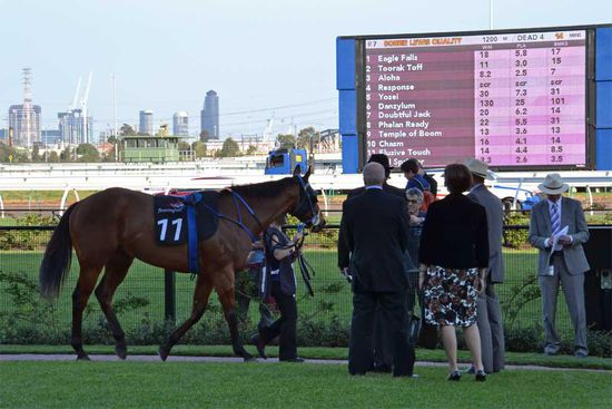 Elusive Touch im Parade Ring - im Hintergrund eine der großen Übertragungs-Leinwände mit den Eventualquoten für das Rennen.