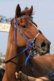 Hier noch ein Bild von dem "Showgirl" Celebrity Girl nach ihrem Rennen in Flemington.