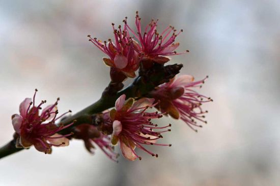 Der Frühling hält weiter seinen Einzug....