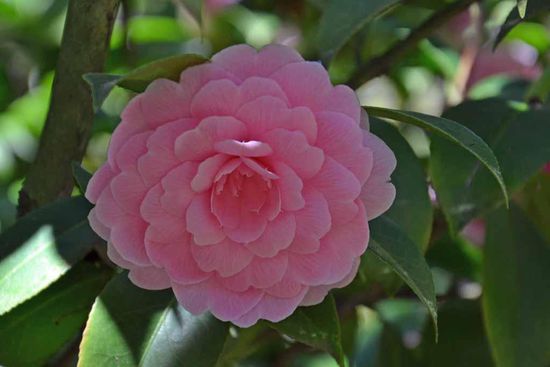 Schöne Blüten an den Sträuchern/Bäumen im Botanischen Garten. Ist wohl angeblich eine Rosenart.