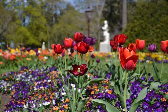 Wunderschöne Tulpen im Botanischen Garten