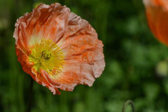 Die Blüten des Mohn sehen aus, als wären sie aus Krepp-Papier.