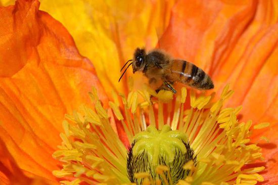 Die Bienen sind hier fleißig am sammeln........ Wenn man genau hinschaut, kann man den Blütenstaub als kleine Kugel erkennen, welche die Biene hier schon gesammelt hat.