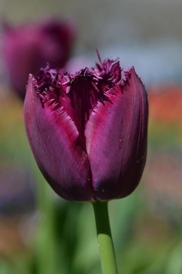Interessante Tulpen in Botanischen Garten