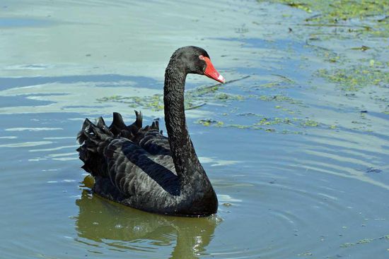 Schwarzer Schwan im Lake Wendouree.
