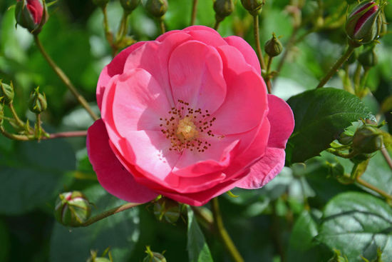 Was auch immer das ist, es blüht in Strauchform vor dem Rennstall.