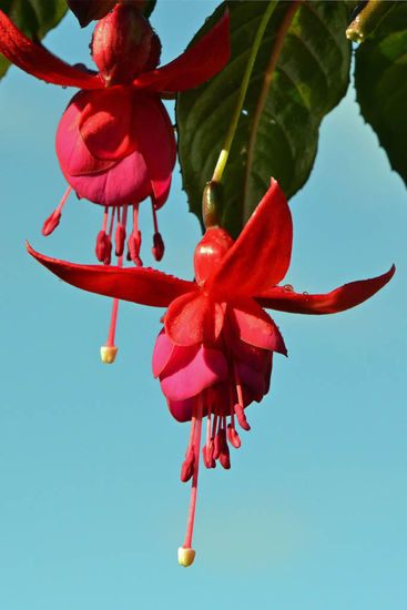 Wunderschön, nur keine Ahnung, was das ist.