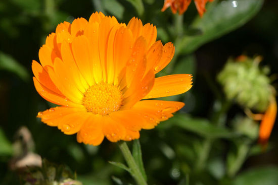 Sehr intensive Farben....