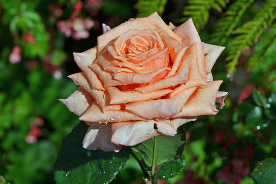 Was für eine Überraschung! Eine Rose....