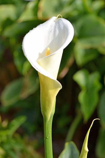 Calla