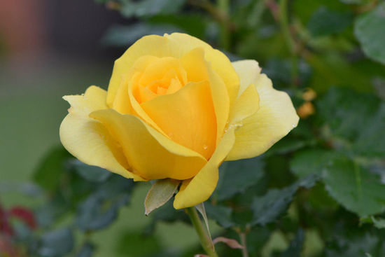 und nochmals Rosen....