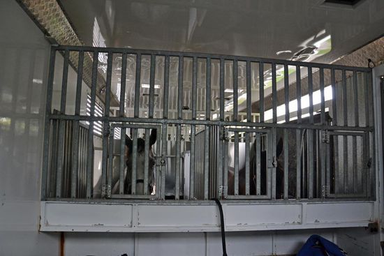 So schaut das dann von innen aus. Schön, aber extrem laut mit den Trennwänden aus Stahl/oder Aluminium, welche bei der kleinsten Unhebenheit der Straße laut klappern. Eine extreme Belastung für Pferde (sie hören ja viel besser als Menschen) und Begleitpersonen.