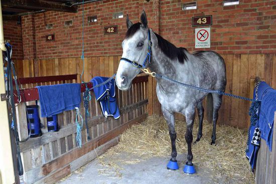 "Valentine Miss" in Caulfield drei Stunden vor dem Rennen. Auch das ist eine Belastung für die Pferde, drei Stunden auf der Rennbahn zu warten, bevor sie laufen. Immerhin steht sie entspannt in ihrem Stall, somit mußte ich nicht die ganze Zeit mit ihr laufen.