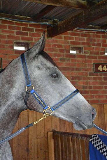 Eine wunderschöne, hübsche, kleine Stute mit einem riesen großen Herzen. Leider hatte sie viel Pech in ihrem Rennen, weshalb sie "nur" vierte wurde. Sie hätte es locker gewonnen, wenn sie nicht so lange hinten blockiert gewesen wäre, doch das sind nun einmal Pferderennen....
