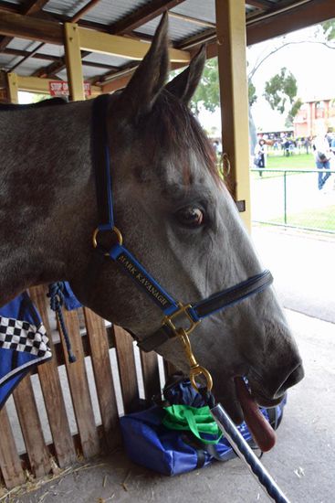 Aber auch das schönste Pferd kann mal Grimassen schneiden 