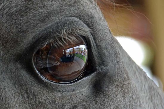 Aufmerksam beobachtet sie alles um uns herum. Das Auge ist ein wahres Spiegelbild....