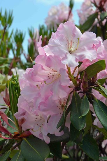 Rhododendron am Lookout