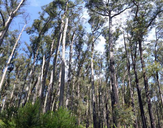 Die Bäume sind enorm hoch....