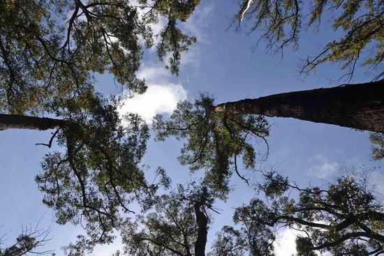 Der Ausblick nach oben in den Himmel.... Bei so hohen Bäumen fühlt man sich als kleiner Mensch noch kleiner......