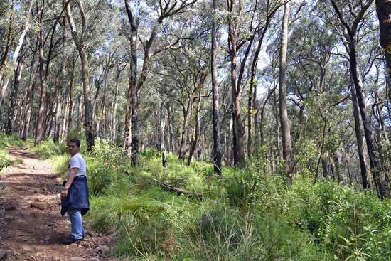 "Na komm schon... nur nicht aufgeben" - mein Tourguide für die Dandenong Ranges. Der Weg liegt noch vor uns.... immer weiter bergauf....