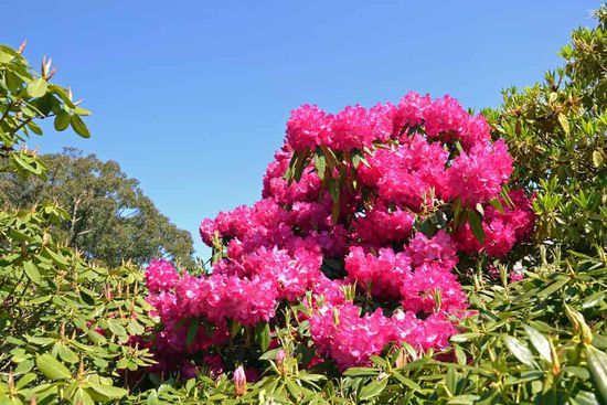 Geschafft! Zurück am Lookout gibt es wieder Rhododendron zu besichtigen.