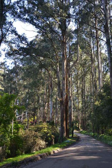 Auf der Suche nach dem Wasserfall kommen wir auf der "Falls Road" durch den wunderschönen Wald "zufällig" zum Rhododendron-Garden.