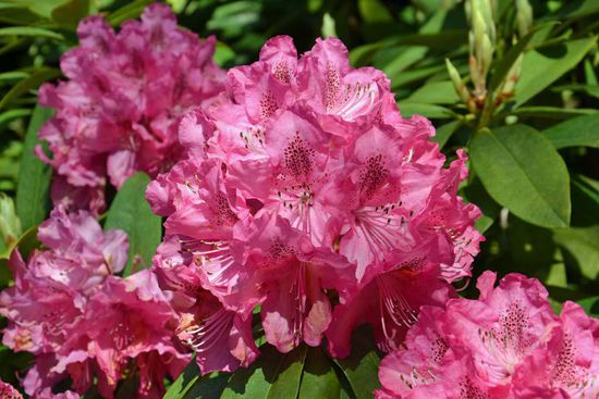 Rhododendron in jeder erdenklichen Farbe....