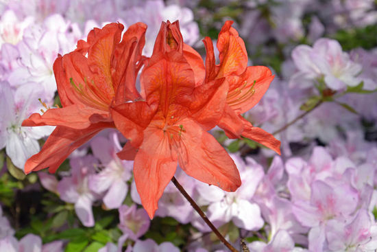... oder orange... es gab noch viele andere Farben und alle sehr farbintensiv. Wunderschön....