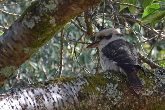 Mein erster Kookaburra