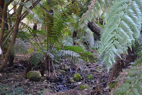 Auch wenig "Urwald" gibt es hier im Garten....