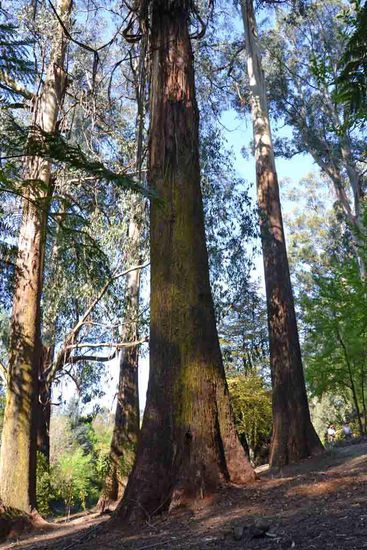 Riesige, alte Bäume......