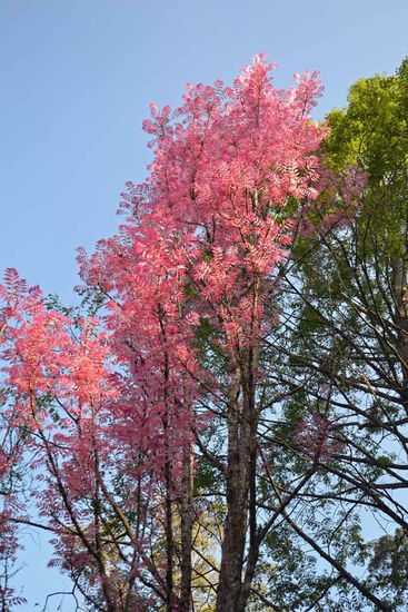 Interessante Farbe für einen Baum 
