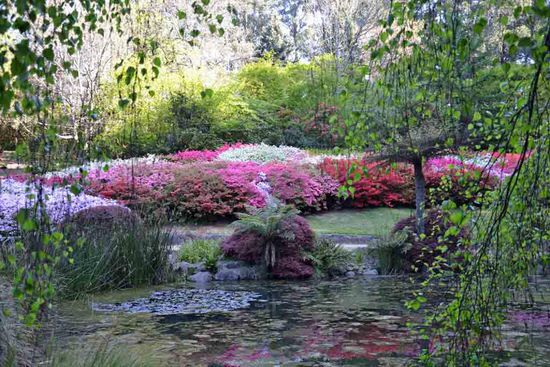 Eine Oase in den Dandenong Ranges