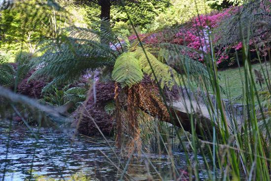 Diese kleine Palme fand ich ganz besonders schön!