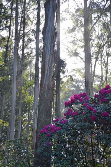 Zu schnell mußten wir den Garten wieder verlassen. Er schließt um 5pm.