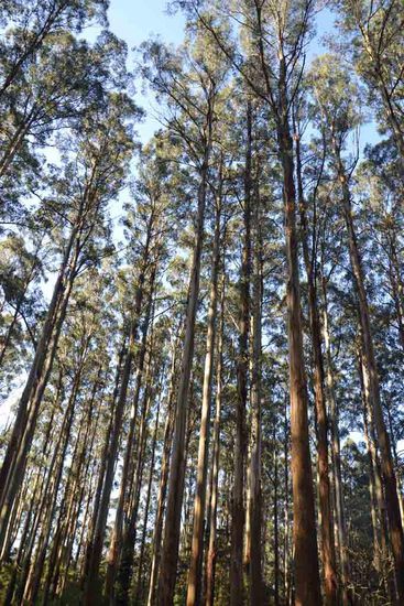 Das war's für den ersten Ausflug in die Dandenong Ranges. Es werden aber bestimmt noch andere Ausflüge folgen, denn ich habe mich absolut verliebt in diese Gegend! Einfach nur traumhaft und nicht weit weg von Melbourne...... Ich freue mich schon auf den nächsten Besuch, denn es gibt noch soooooo viel zu entdecken.... Beim nächsten Mal finde ich dann bestimmt auch den Wasserfall 