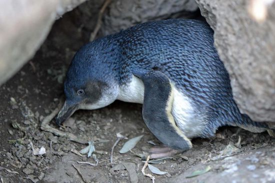 Kleiner Zwerg-Pinguin