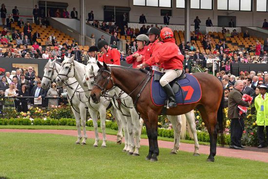 Die vier weißen Pferde sind die Begleitpferde für die Rennpferde. Das braune Pferd trägt den Interviewer, welcher direkt nach dem Rennen mit dem Sieg-Jockey auf dem Rückweg zum Führring spricht.