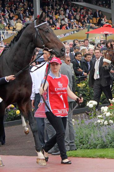 Startnummer 01 - Americain - der französicher Vorjahressieger konnte seinen Titel als Favorit leider nicht verteidigen und wurde in einem Photo-Finish vierter hinter Lukas Cranach.