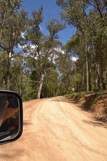 Der Weg ist das Ziel..... Umsäumt von Eukalypten zieht sich der Jerusalem Creek Track durch die Hügel am Lake Eildon (Berge kann man ja nicht sagen ).