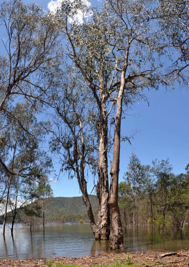 Hier stehen die Bäume auch gerne mal im Wasser......