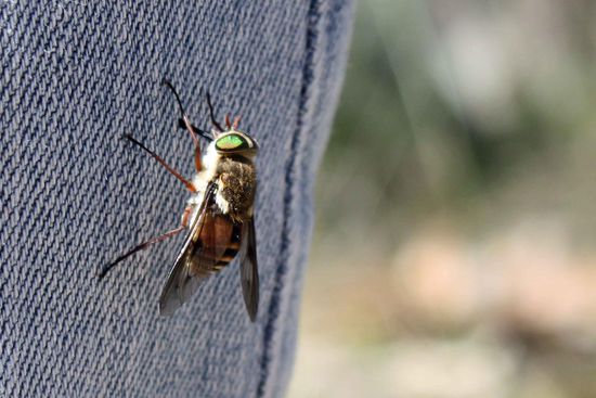 Diese Kreuzung aus Fliegen, Bienen und was sonst noch, hat uns sehr anhänglich bei unseren kleinen Wanderungen begleitet (um nicht zu sagen belästigt)