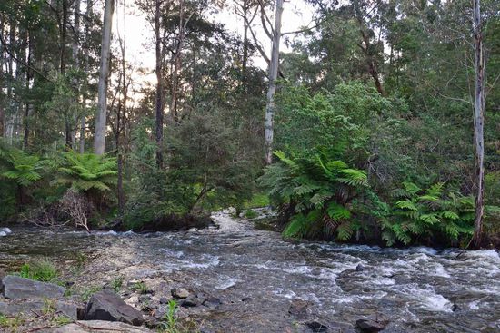 Der Watts-River - schön umgeben von Eukalypten (was auch sonst???) und Farn-Bäumen